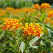 Orange Butterfly Milkweed Seeds