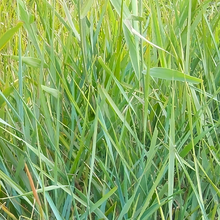 Ryegrass Seeds