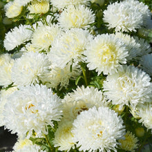 China Aster Seeds - White