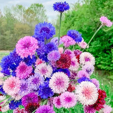 Cornflower Seeds - Double Mix