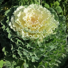 Ornamental Kale Seeds - White Flat Leaf