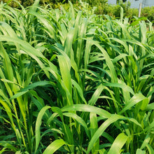 Sudan Grass Seeds