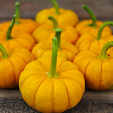 Golden Orange Squash Seeds