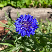 Cornflower Seeds - Blue