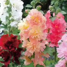 Hollyhock Mix Seeds
