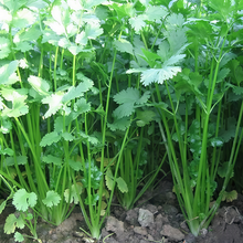 Coriander Seeds