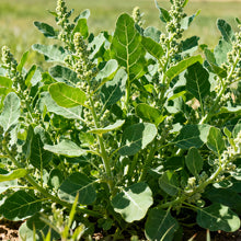 Green Atriplex Seeds