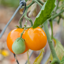 Red Fruit Lycopersicon Esculentum Miller Seeds