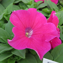 Rose Red Double Petunia Seeds