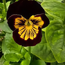 Pansy Seeds - Brown Edge Yellow Center