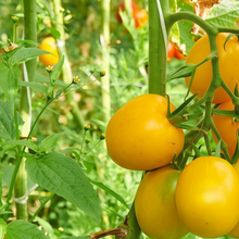 Yellow Tomato Seeds