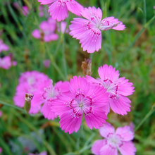 Rose Red Dianthus Seeds
