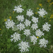 Heracleum Hemsleyanum Seeds
