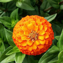Tangerine Orange Zinnia Seeds