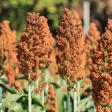 Brown Sorghum Seeds