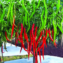 Red Line Conoides Pepper Seeds