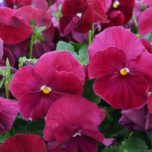 Pansy Seeds - Rose Red