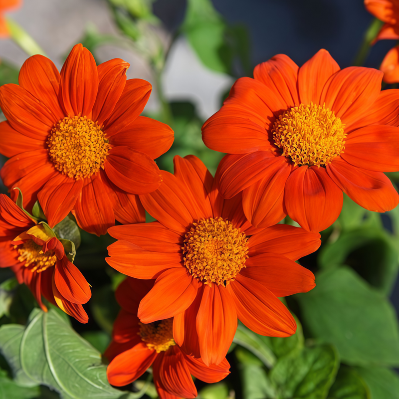 Tithonia Orange Seeds up to 50% Large Pack · 800-2500 Seeds