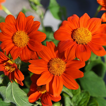 Tithonia Seeds - Orange