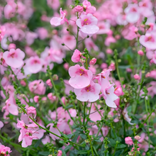 Diascia Seeds - Pink