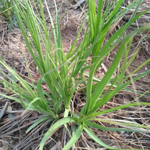 Anemarrhena Seeds