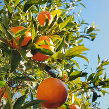 Mandarin Orange Seeds