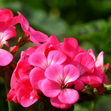 Pelargonium Seeds - Pink
