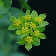 Sun Spurge Seeds - Yellow