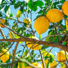 Lemon Seeds