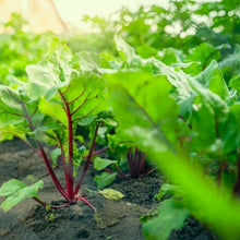 Beet Seeds