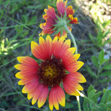Red Yellow Blanket Flower Seeds