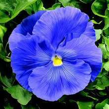 Pansy Seeds - Pure Blue