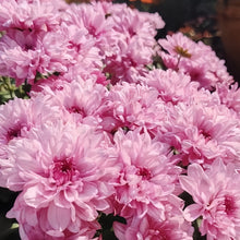China Aster Seeds - Pink