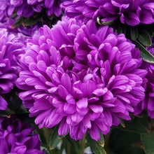 China Aster Seeds - Blue