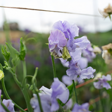 Blue Sweet Pea Seeds