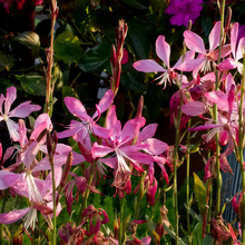 Gaura Seeds - Pink
