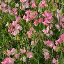 Pink Sweet Pea Seeds