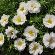 Moss Rose Seeds - White