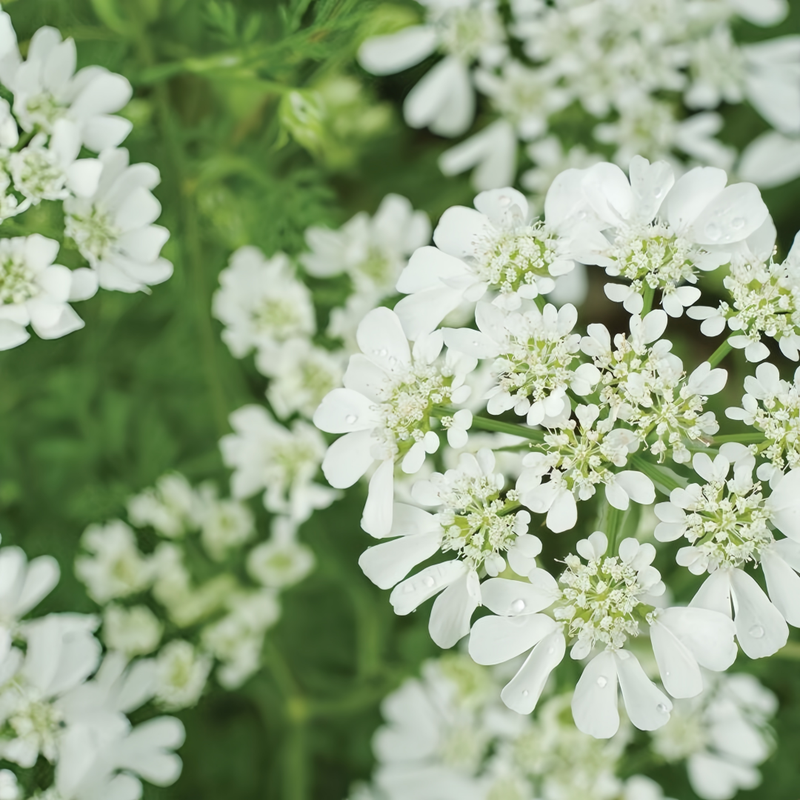 Orlaya Grandiflora White Seeds up to 50% Large Pack · 200-1000 Seeds