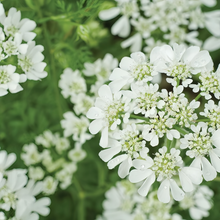 Orlaya Seeds - White