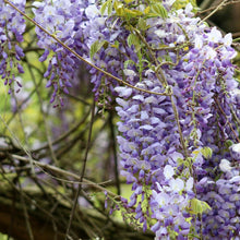 Wisteria Seeds