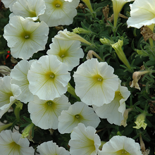 Pale Yellow Petunia Seeds