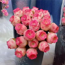 Mountain Rose Succulent Seeds - Pink