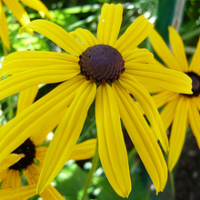 Yellow Single Black Eyed Susan Seeds