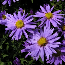 Snowy Blue Aster Seeds