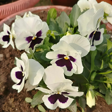 Pansy Seeds - White Spot