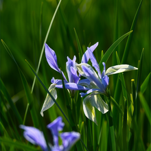 Iris Seeds - Blue