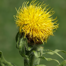 Cornflower Seeds - Yellow