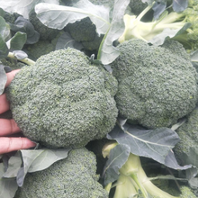 Broccoli Seeds