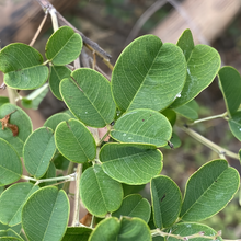 Bush Clover Seeds
